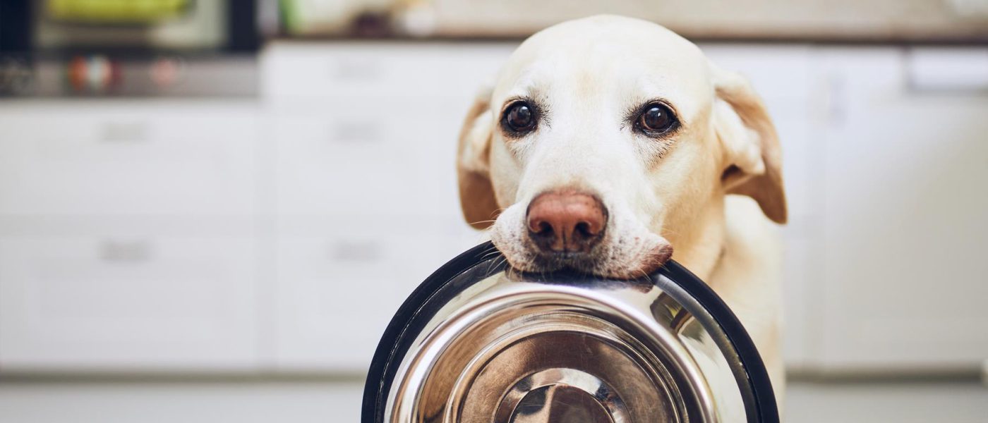Jak zrozumieć etykiety na opakowaniach karmy dla psów?