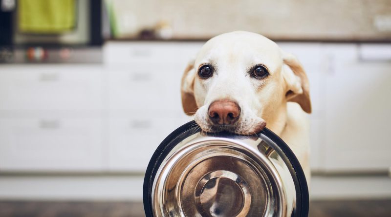 Jak zrozumieć etykiety na opakowaniach karmy dla psów?